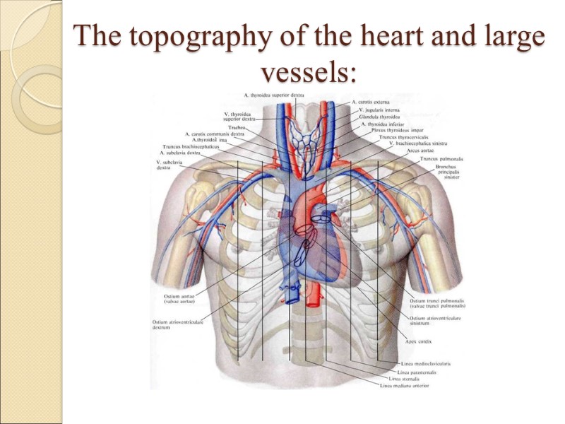 The topography of the heart and large vessels: